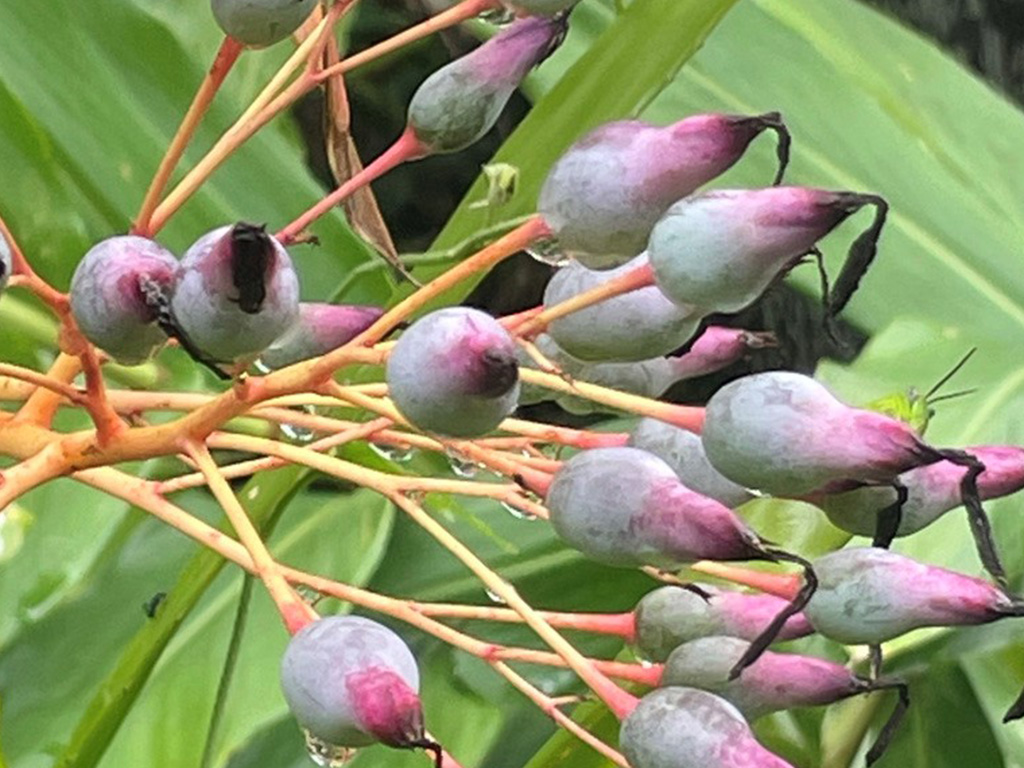 Sangsurya Retreat Event